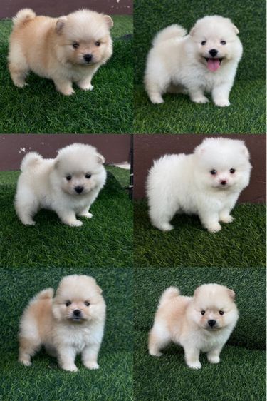 ปอมเมอเรเนียน (Pomeranian) เล็ก ปอมแท้สระบุรี2017 ส่งได้ทุกจังหวัด