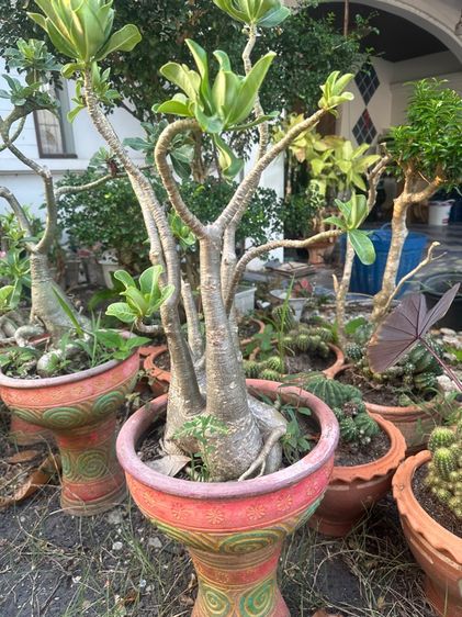 ต้นไม้จริง ต้นชวนชม (Adenium)