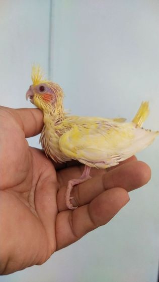 ขายลูกป้อนนกค๊อกคาเทล รูปที่ 8