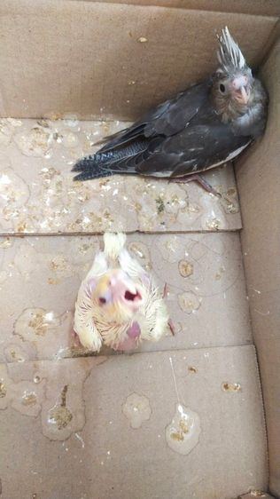 ขายลูกป้อนนกค๊อกคาเทล รูปที่ 5