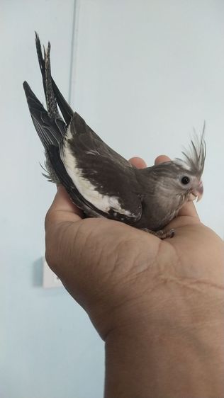 ขายลูกป้อนนกค๊อกคาเทล รูปที่ 12