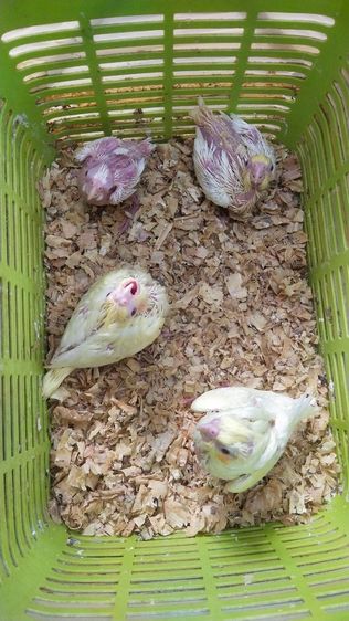 ขายลูกป้อนนกค๊อกคาเทล รูปที่ 10