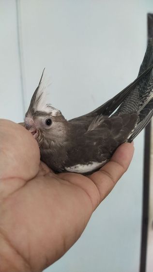 ขายลูกป้อนนกค๊อกคาเทล รูปที่ 13