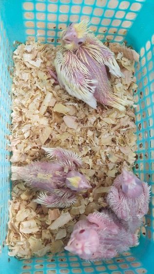 ขายลูกป้อนนกค๊อกคาเทล รูปที่ 2