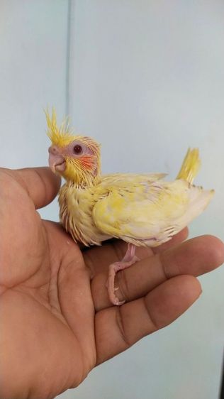 ขายลูกป้อนนกค๊อกคาเทล รูปที่ 11