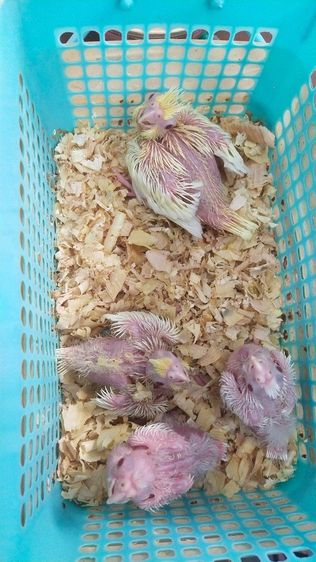 ขายลูกป้อนนกค๊อกคาเทล รูปที่ 3