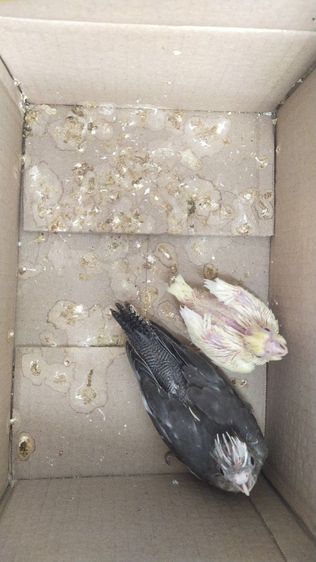 ขายลูกป้อนนกค๊อกคาเทล รูปที่ 7