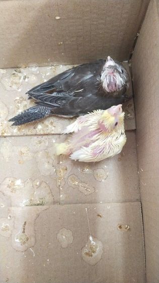 ขายลูกป้อนนกค๊อกคาเทล รูปที่ 4