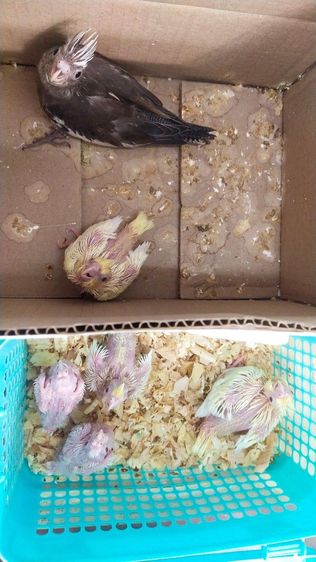 คอกคาเทล ขายลูกป้อนนกค๊อกคาเทล