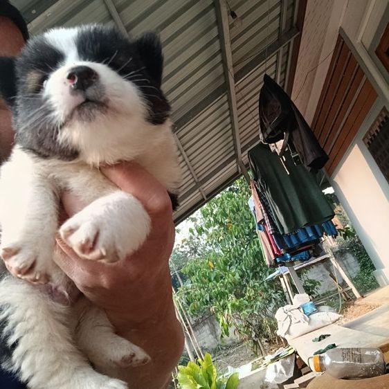 น้องบางแก้ว แท้ ถูก สำหรับคนรักน้องหมา รูปที่ 6