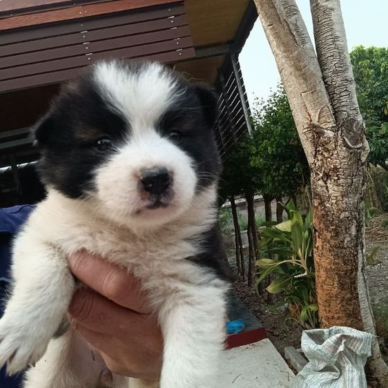 น้องบางแก้ว แท้ ถูก สำหรับคนรักน้องหมา รูปที่ 11