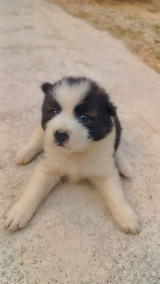 น้องบางแก้ว แท้ ถูก สำหรับคนรักน้องหมา รูปที่ 2