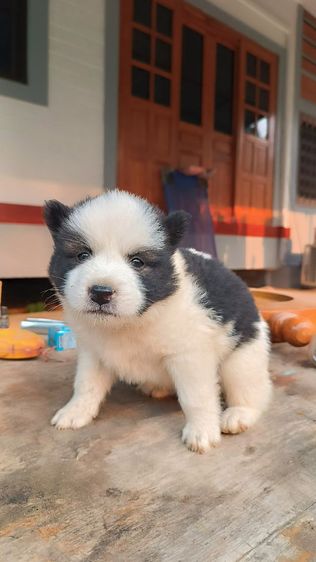 น้องบางแก้ว แท้ ถูก สำหรับคนรักน้องหมา รูปที่ 10