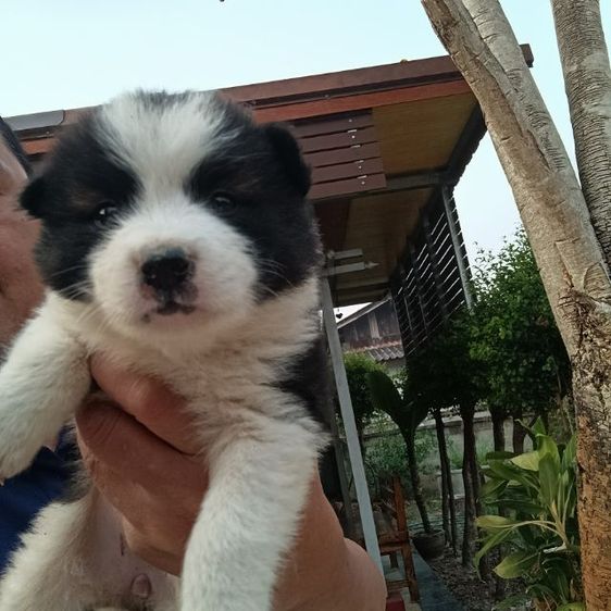 อื่นๆ เล็ก น้องบางแก้ว แท้ ถูก สำหรับคนรักน้องหมา