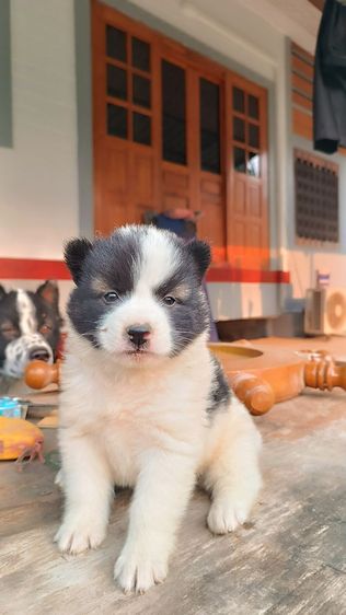 น้องบางแก้ว แท้ ถูก สำหรับคนรักน้องหมา รูปที่ 3