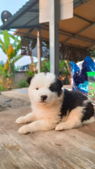 น้องบางแก้ว แท้ ถูก สำหรับคนรักน้องหมา รูปที่ 4