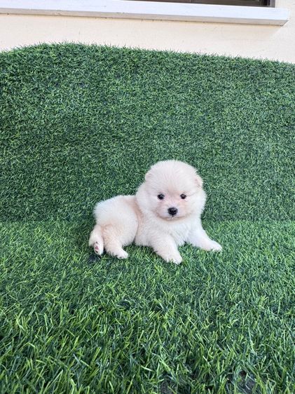 ลูกออมแท้สินสอดเบาๆงับ รูปที่ 5