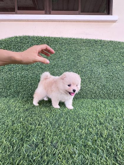 ลูกออมแท้สินสอดเบาๆงับ รูปที่ 7