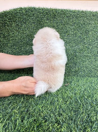 ลูกออมแท้สินสอดเบาๆงับ รูปที่ 4