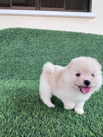 ลูกออมแท้สินสอดเบาๆงับ รูปที่ 6