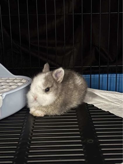 ขายกระต่ายเด็กพันธุ์แคะ