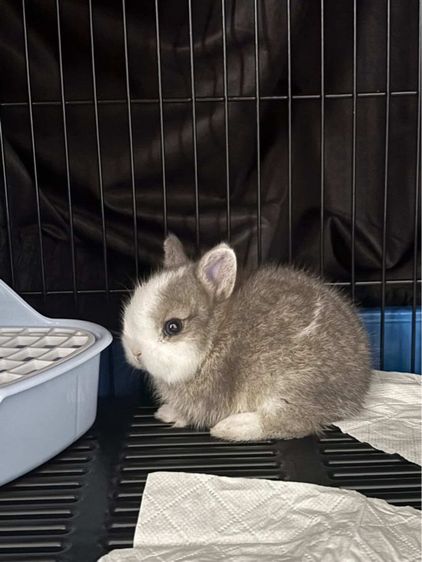 ขายกระต่ายเด็กพันธุ์แคะ รูปที่ 3