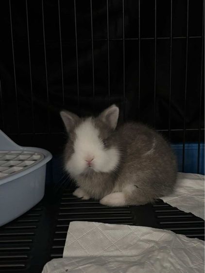 ขายกระต่ายเด็กพันธุ์แคะ รูปที่ 2