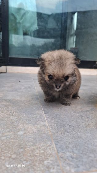 ชิวาวาขนยาว45วัน รูปที่ 2