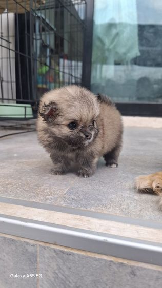 ชิวาวาขนยาว45วัน รูปที่ 4