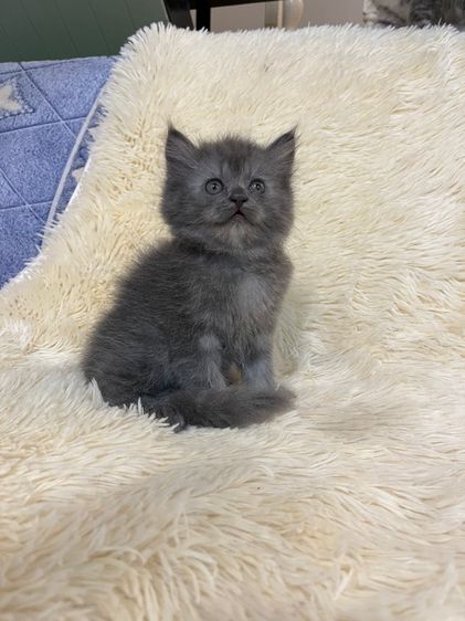 น้องเปอเซียสีบลู รูปที่ 5