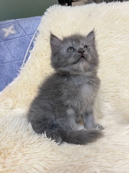 น้องเปอเซียสีบลู รูปที่ 8