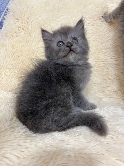 น้องเปอเซียสีบลู รูปที่ 2