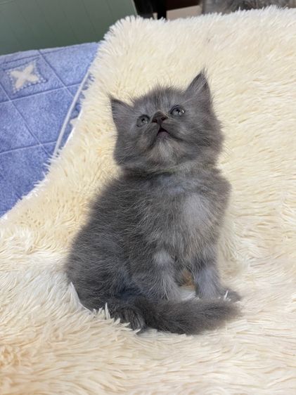 เปอร์เซีย (Persian) น้องเปอเซียสีบลู