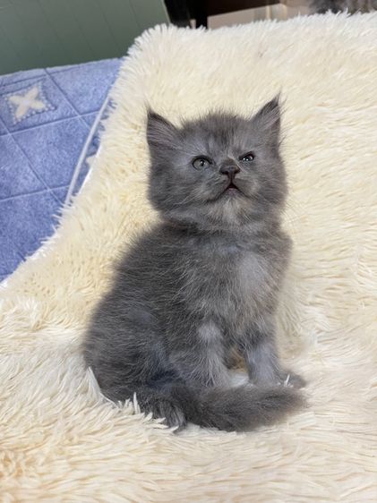 น้องเปอเซียสีบลู รูปที่ 4