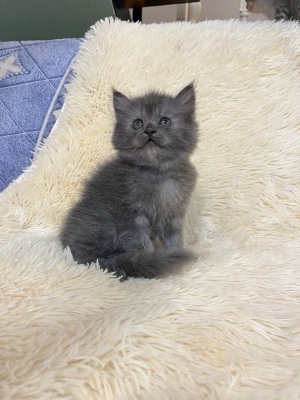 น้องเปอเซียสีบลู รูปที่ 6