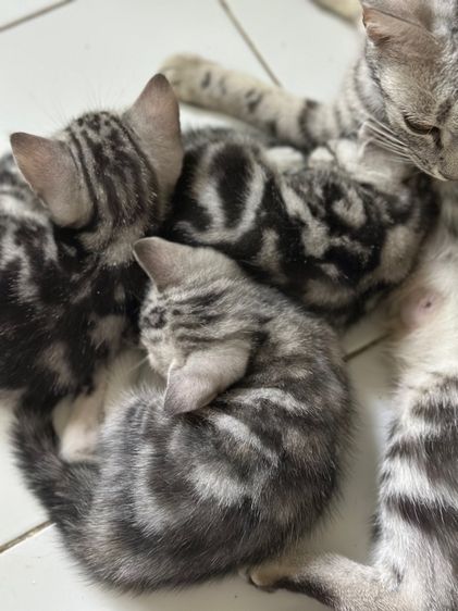 ลูกแมวอเมริกันชอร์ตแฮร์แท้ รูปที่ 6