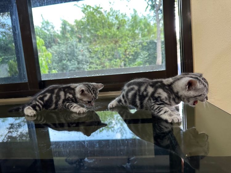 ลูกแมวอเมริกันชอร์ตแฮร์แท้ รูปที่ 9