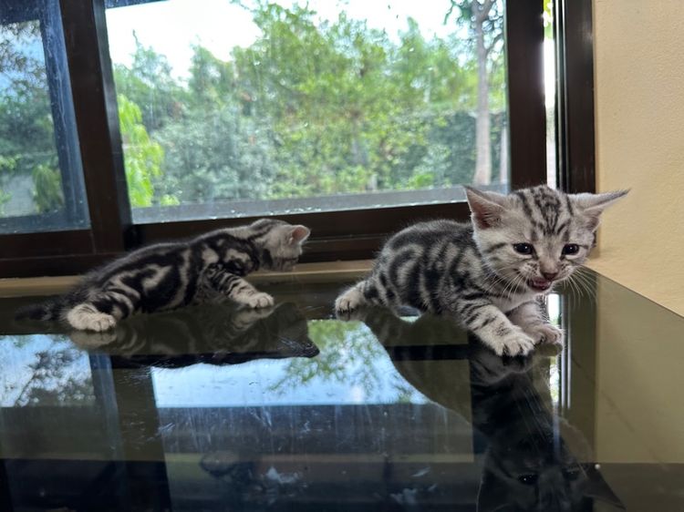 ลูกแมวอเมริกันชอร์ตแฮร์แท้ รูปที่ 7