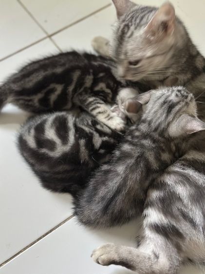 ลูกแมวอเมริกันชอร์ตแฮร์แท้ รูปที่ 4