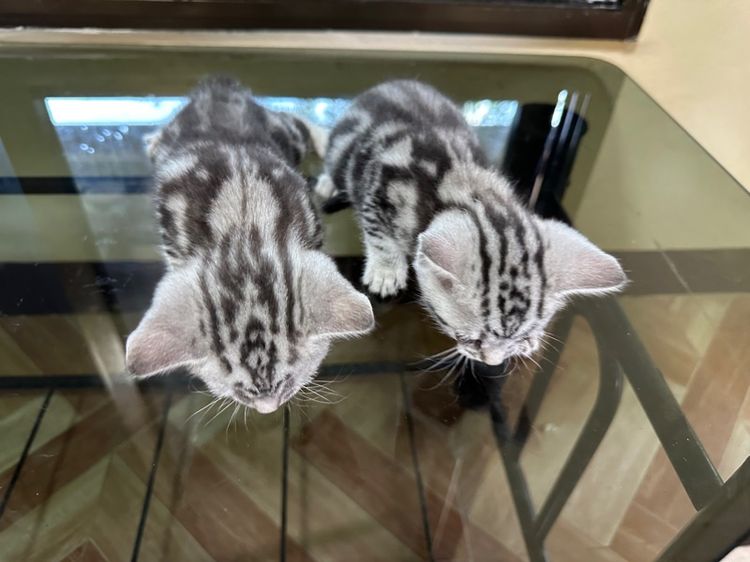 ลูกแมวอเมริกันชอร์ตแฮร์แท้ รูปที่ 10