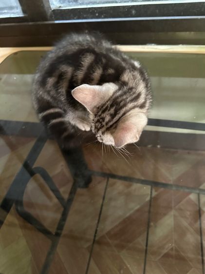 ลูกแมวอเมริกันชอร์ตแฮร์แท้ รูปที่ 3