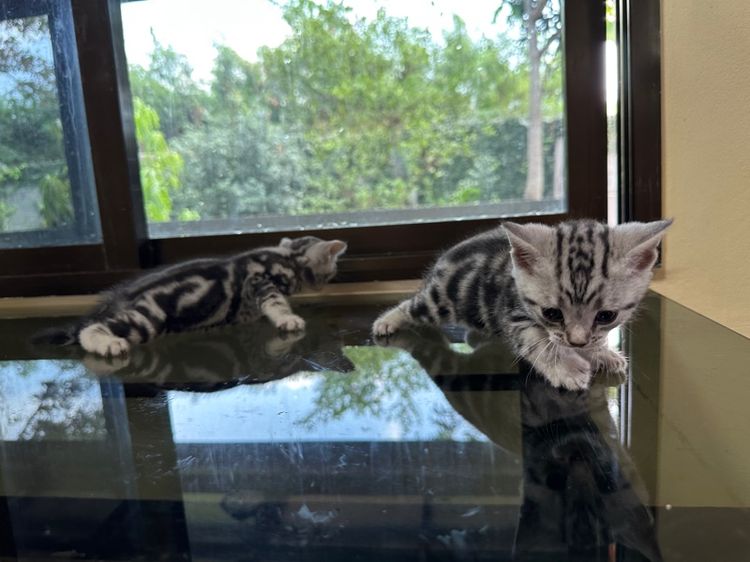 ลูกแมวอเมริกันชอร์ตแฮร์แท้ รูปที่ 8