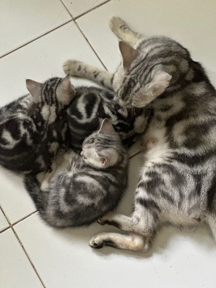 ลูกแมวอเมริกันชอร์ตแฮร์แท้ รูปที่ 18