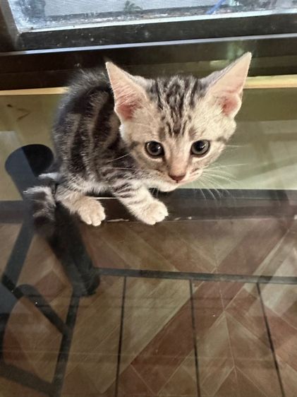 อเมริกัน ชอร์ตแฮร์ (American Shorthair) ลูกแมวอเมริกันชอร์ตแฮร์แท้