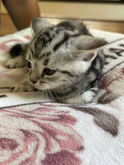 ลูกแมวอเมริกันชอร์ตแฮร์แท้ รูปที่ 14