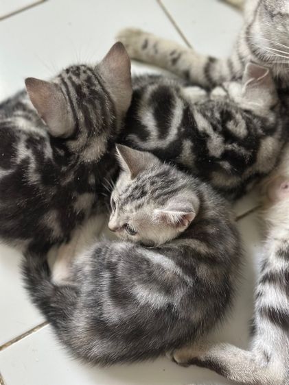 ลูกแมวอเมริกันชอร์ตแฮร์แท้ รูปที่ 5