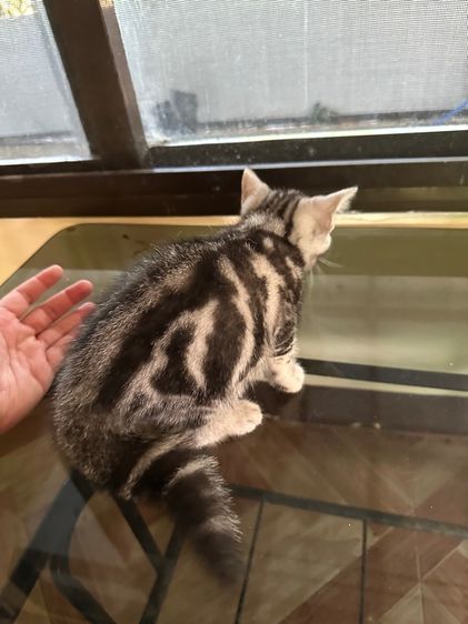 ลูกแมวอเมริกันชอร์ตแฮร์แท้ รูปที่ 2