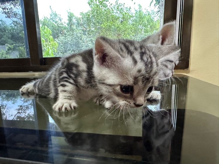 ลูกแมวอเมริกันชอร์ตแฮร์แท้ รูปที่ 11