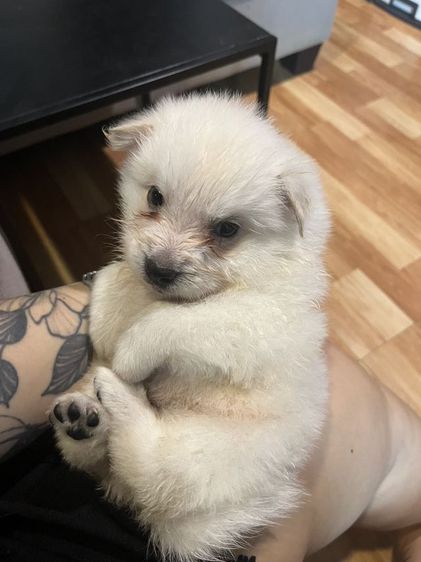 สปิช 2 เดือน เพศผู้