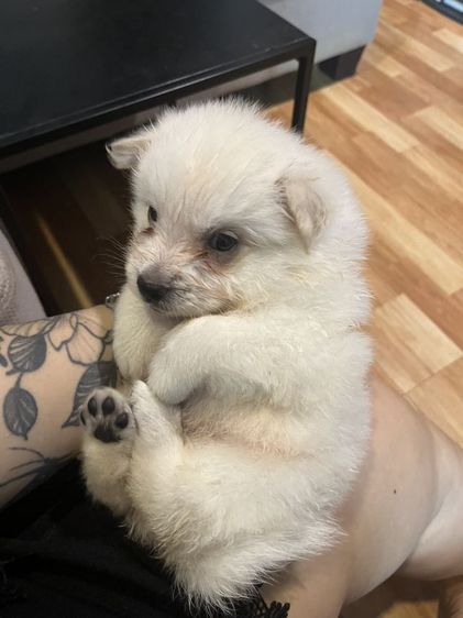 สปิช 2 เดือน เพศผู้ รูปที่ 2